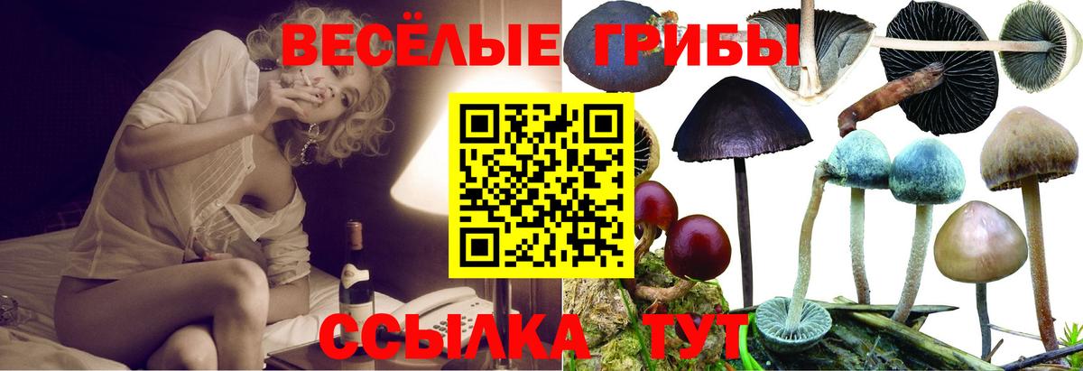 Дивногорск  Галлюциногенные грибы прущие грибы  Вход с VPN 
